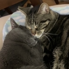 Fundraising Page: Lynn Coles